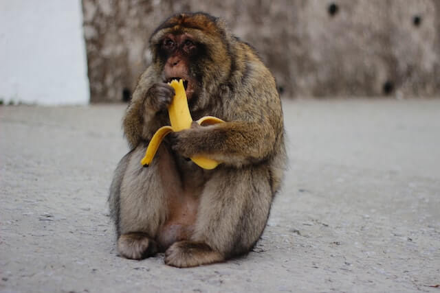 ¿Qué animales comen plátanos? (12 ejemplos con imágenes)