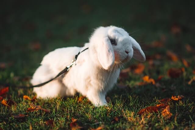 ¿Qué animales comen plátanos? (12 ejemplos con imágenes)