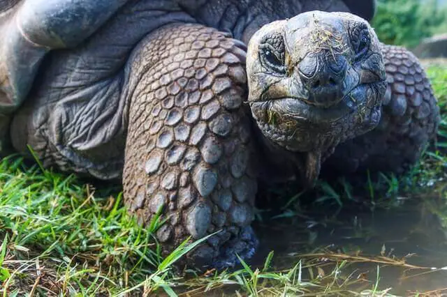 ¿Qué animales no pueden nadar? (5 ejemplos con imágenes)
