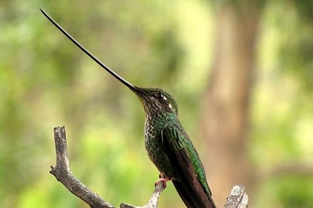 17 pájaros pequeños únicos con picos largos (imágenes y hechos)