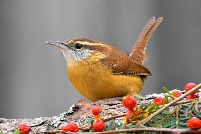 17 pájaros pequeños únicos con picos largos (imágenes y hechos)