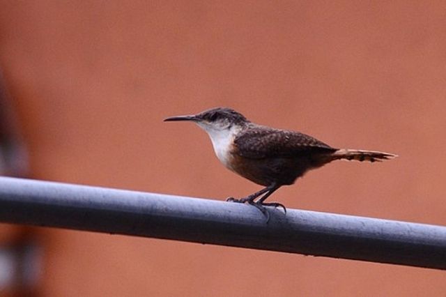 17 pájaros pequeños únicos con picos largos (imágenes y hechos)