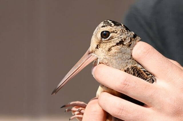 17 pájaros pequeños únicos con picos largos (imágenes y hechos)