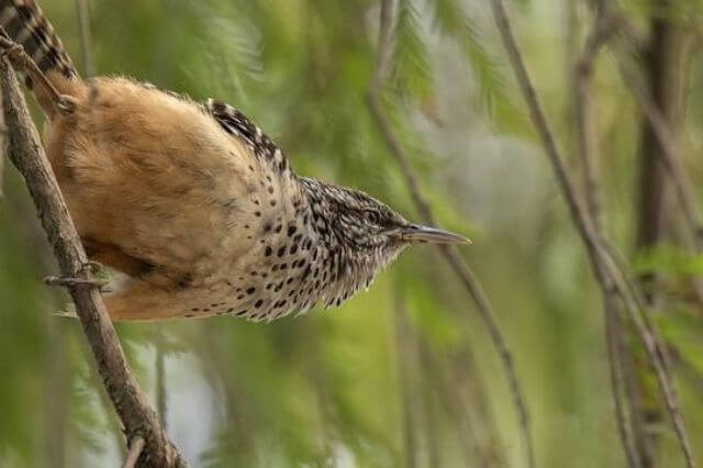 17 pájaros pequeños únicos con picos largos (imágenes y hechos)