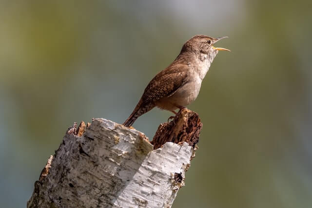 17 pájaros pequeños únicos con picos largos (imágenes y hechos)
