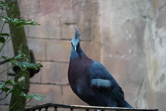 17 asombrosos grandes pájaros azules (imágenes y hechos)