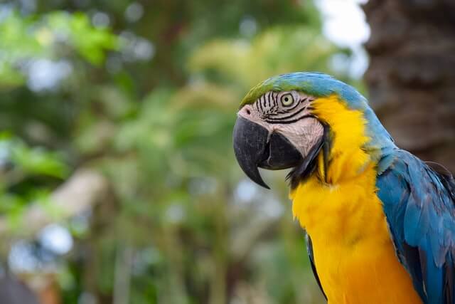 17 asombrosos grandes pájaros azules (imágenes y hechos)