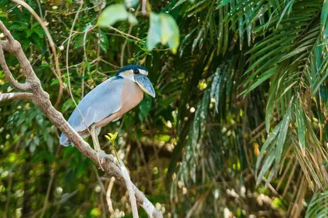 17 asombrosos grandes pájaros azules (imágenes y hechos)
