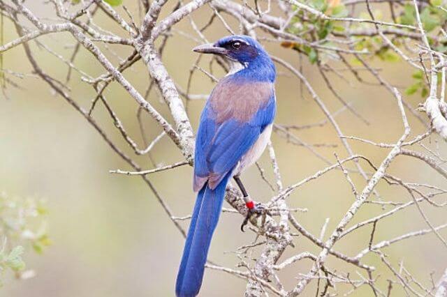 17 asombrosos grandes pájaros azules (imágenes y hechos)