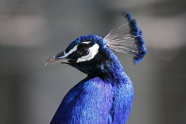 17 asombrosos grandes pájaros azules (imágenes y hechos)