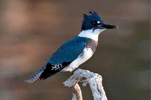 17 asombrosos grandes pájaros azules (imágenes y hechos)