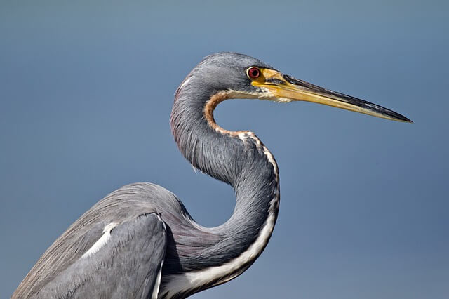 17 asombrosos grandes pájaros azules (imágenes y hechos)