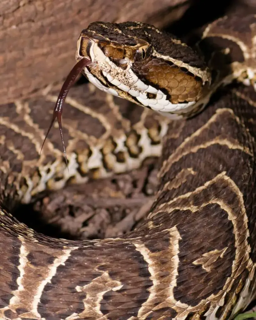 Animales que empiezan con Y