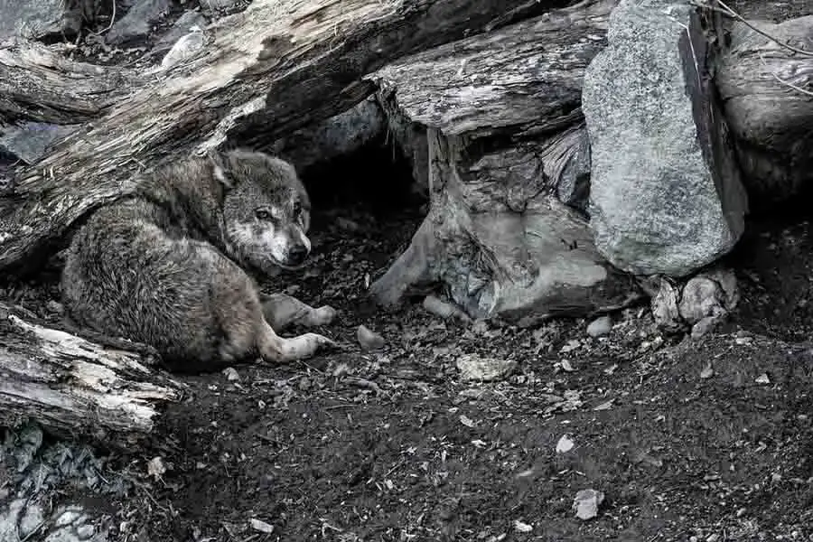 El lobo omega y su papel en la manada | el desvalido