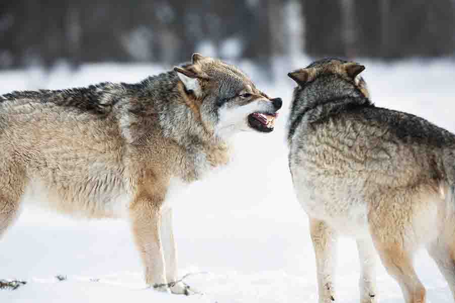El lobo omega y su papel en la manada | el desvalido