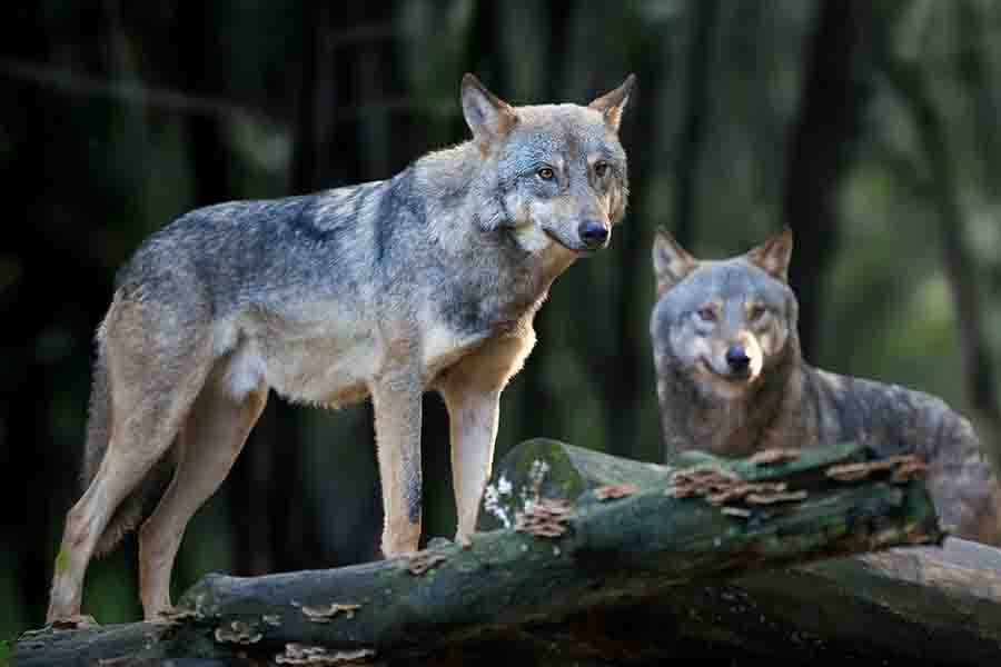 El lobo omega y su papel en la manada | el desvalido
