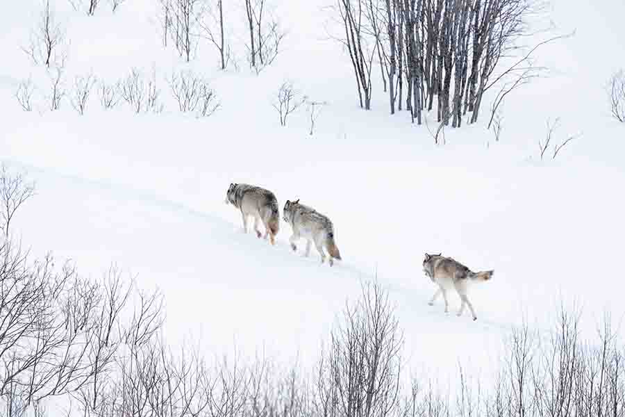 El lobo omega y su papel en la manada | el desvalido