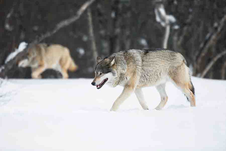 El lobo omega y su papel en la manada | el desvalido