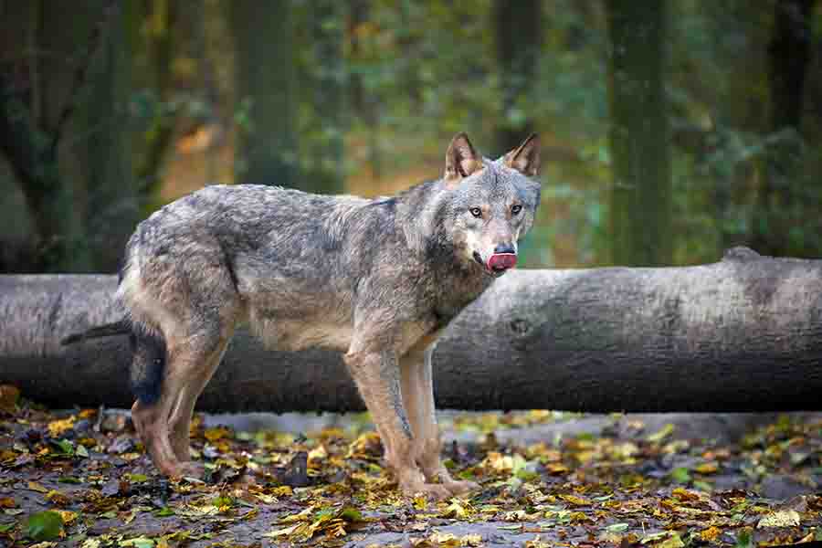 El lobo omega y su papel en la manada | el desvalido