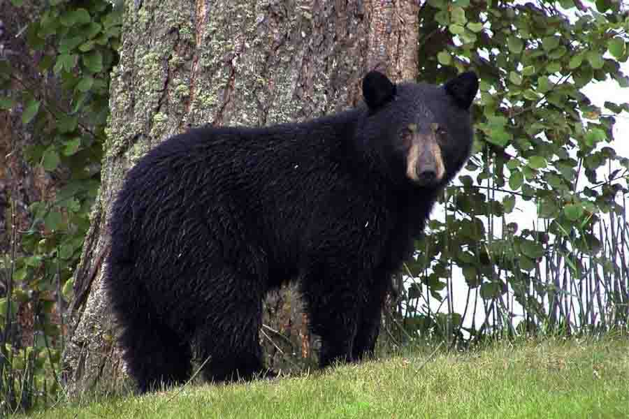 ¿Qué sonido hace un oso? (Vocalizaciones de oso)