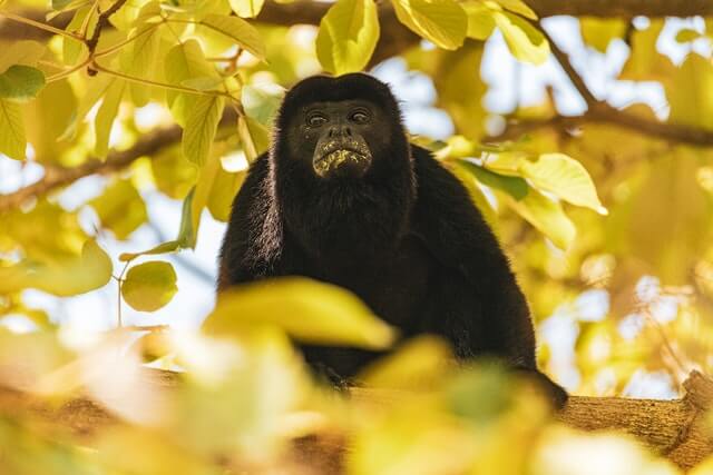 Los 17 monos más lindos del mundo (con imágenes)