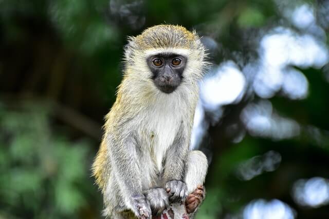 Los 17 monos más lindos del mundo (con imágenes)