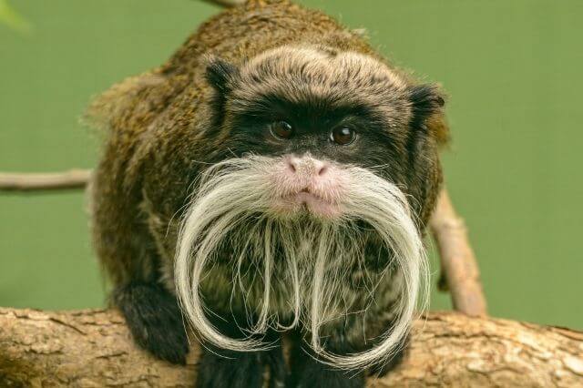 Los 17 monos más lindos del mundo (con imágenes)