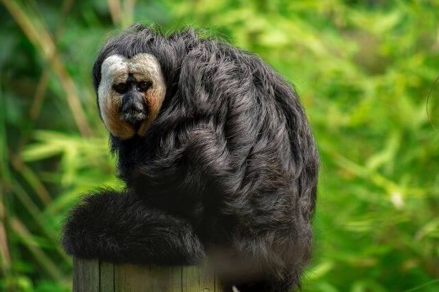 Los 17 monos más lindos del mundo (con imágenes)