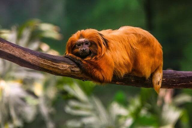 Los 17 monos más lindos del mundo (con imágenes)
