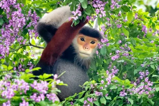 Los 17 monos más lindos del mundo (con imágenes)