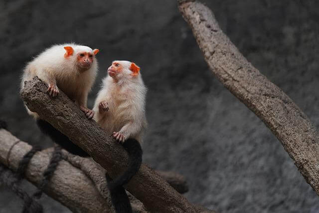 Los 17 monos más lindos del mundo (con imágenes)