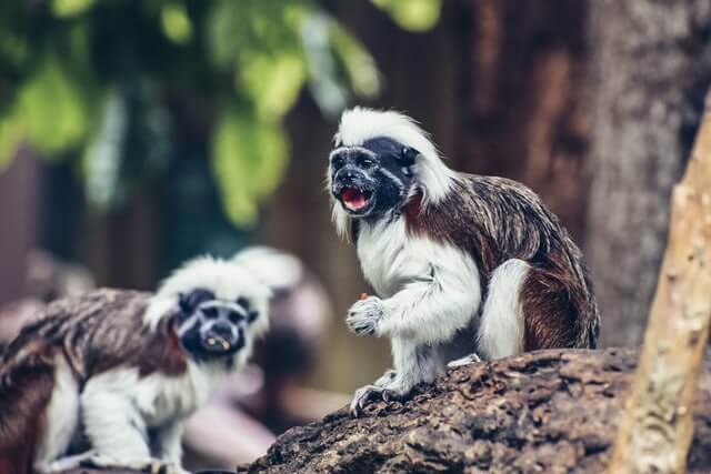 Los 17 monos más lindos del mundo (con imágenes)