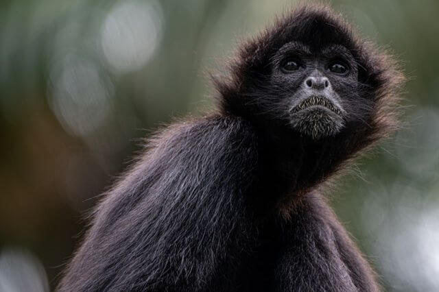Los 17 monos más lindos del mundo (con imágenes)