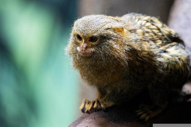 Los 17 monos más lindos del mundo (con imágenes)