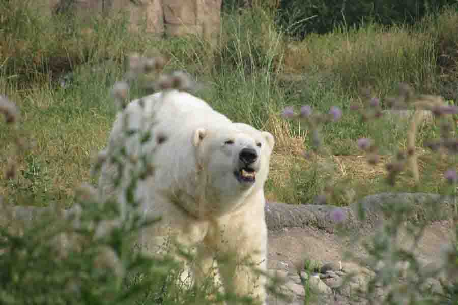 ¿Qué tan rápido puede correr un oso? (Lista de la velocidad máxima de 8 osos)