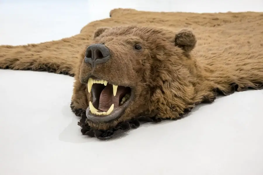 ¿La gente come osos y cómo se llama la carne de oso?