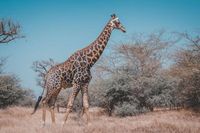 5 animales con patas fuertes (imágenes y hechos) |