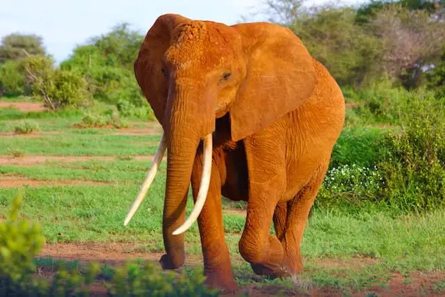 5 animales con patas fuertes (imágenes y hechos) |