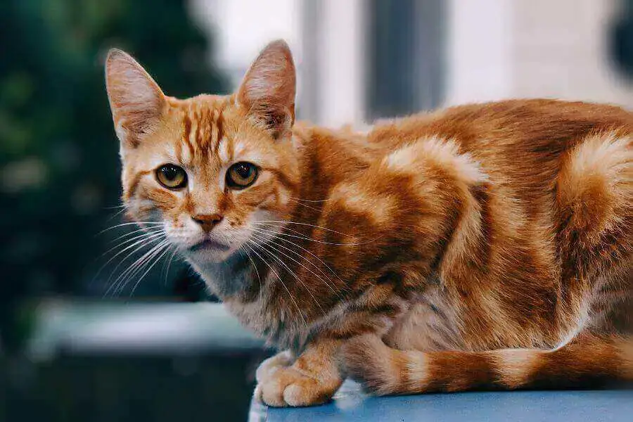 ¿Los zorros comen gatos? (El peligro de los zorros para los gatos domésticos)
