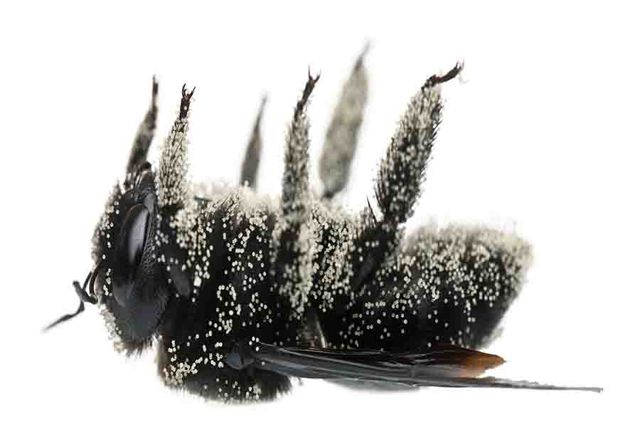 ¿Qué sucede cuando una abeja reina muere (o se mata)?