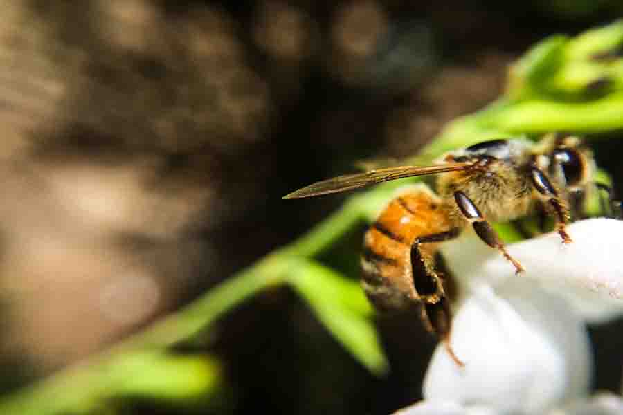¿Qué sucede cuando una abeja reina muere (o se mata)?