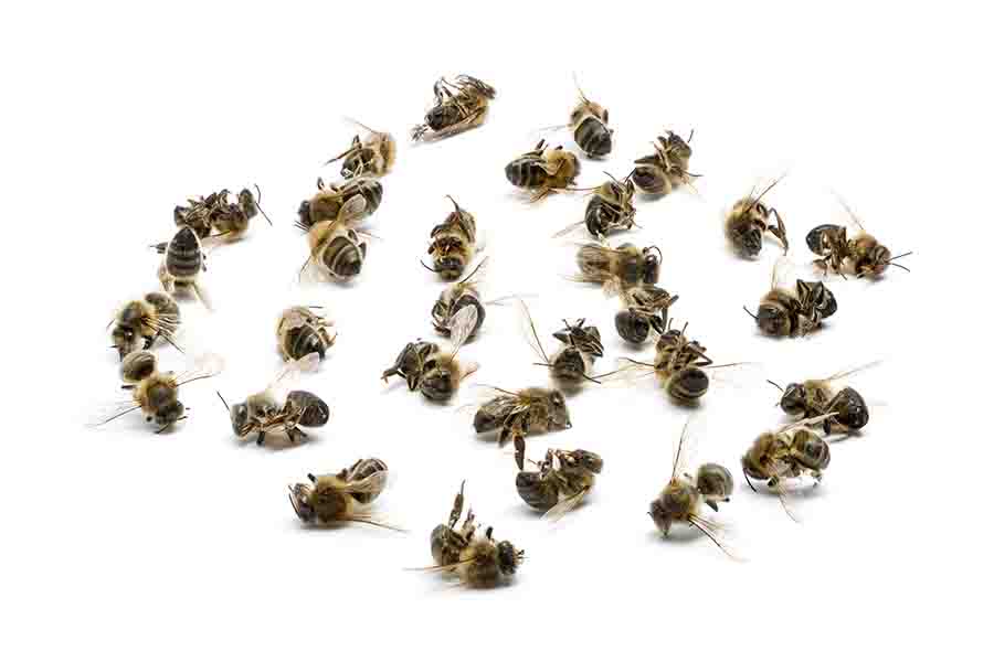 ¿Qué sucede cuando una abeja reina muere (o se mata)?