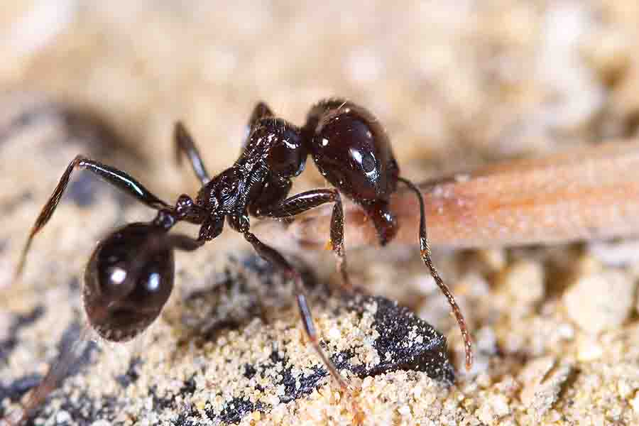 ¿La tierra de diatomeas mata hormigas? Deshágase de las hormigas con DE