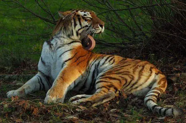 ¿Cuáles son los animales más limpios del mundo? (10 principales)