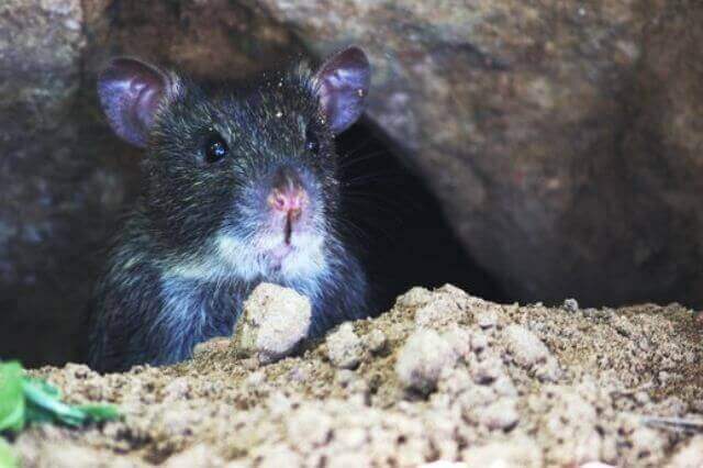 ¿Qué animales comen naranjas? (7 ejemplos con imágenes)