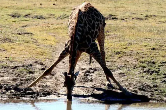 5 animales que beben mucha agua (Explicación)
