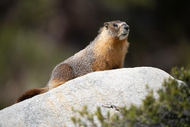 6 asombrosos animales que silban (imágenes y datos divertidos)