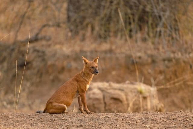 6 asombrosos animales que silban (imágenes y datos divertidos)