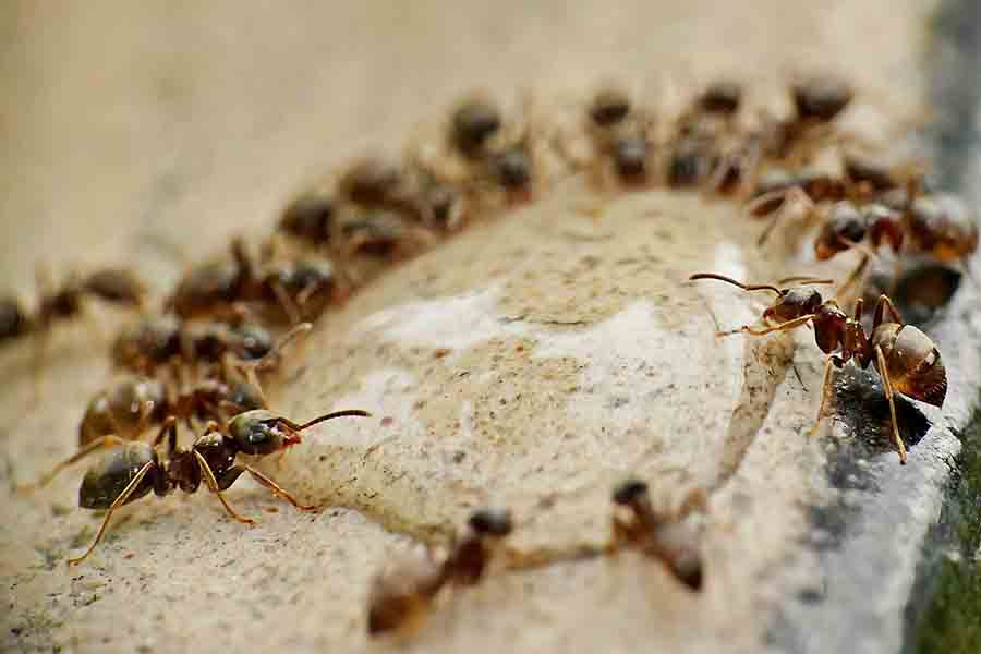 Cómo deshacerse de las hormigas en el dormitorio: guía paso a paso
