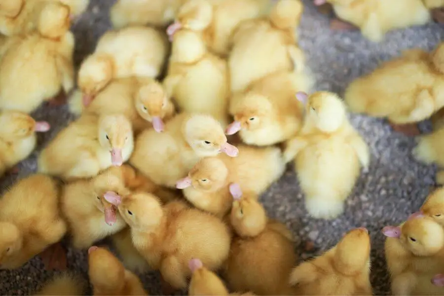 ¿Qué comen los patos bebés? (Lista de Alimentos) | animales inadaptados